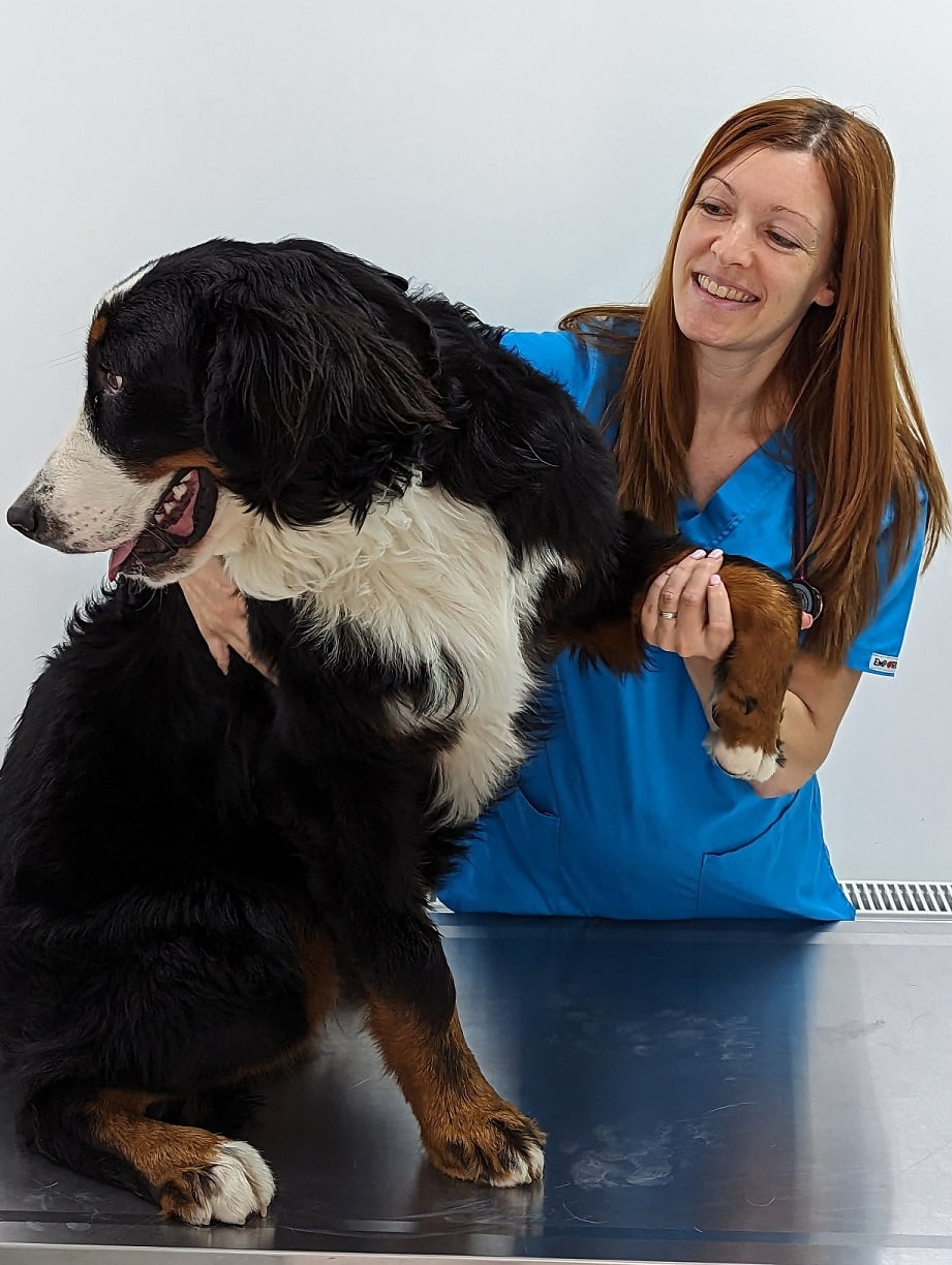 Opsti_klinicki_pregled_Lav_Vet