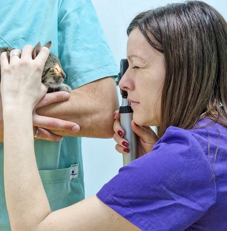 oftalmoloski_pregled_Lav_Vet