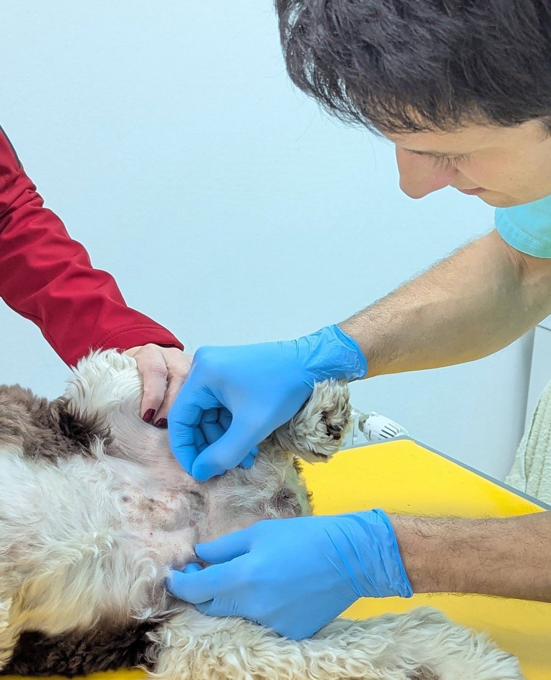 dermatoloski_pregled_Lav_Vet